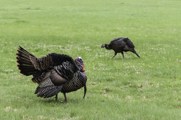 Adult male (foreground) and female (background) wild turkeys (binomial name Meleagris gallopavo) crossing a grassy area in opposite directions, Warrenville, Illinois, in spring (foreground focus)